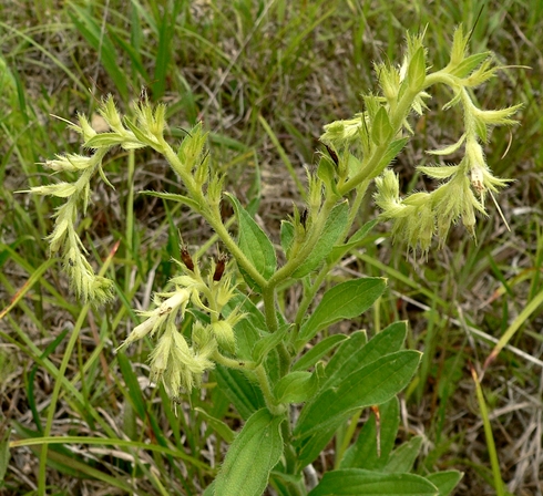 {Lithospermum virginianum}